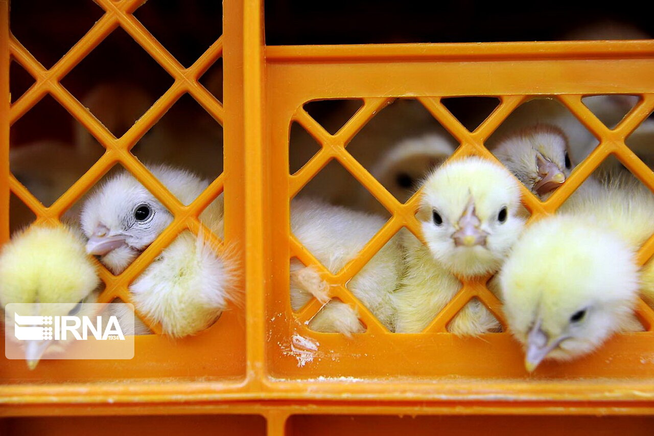 کمبود نهاده علت اصلی معدوم&zwnj;سازی جوجه&zwnj;های یک&zwnj;روزه