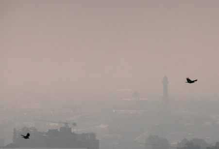 آلودگی هوا چه بر سر حیوانات شهری چه می&zwnj;آورد؟