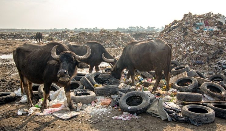 لب کارون چه گُل بارون! قلعه چنعان اهواز