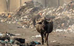 لب کارون چه گُل بارون! قلعه چنعان اهواز