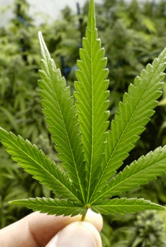 طرح مکزیک برای آزادی خرید و فروش و مصرف ماریجوانا