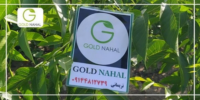 چرا بعد از خرید نهال گردو برخی از نهال ها خشک می شوند؟ چرا بعد از خرید نهال گردو برخی از نهال ها خشک می شوند؟