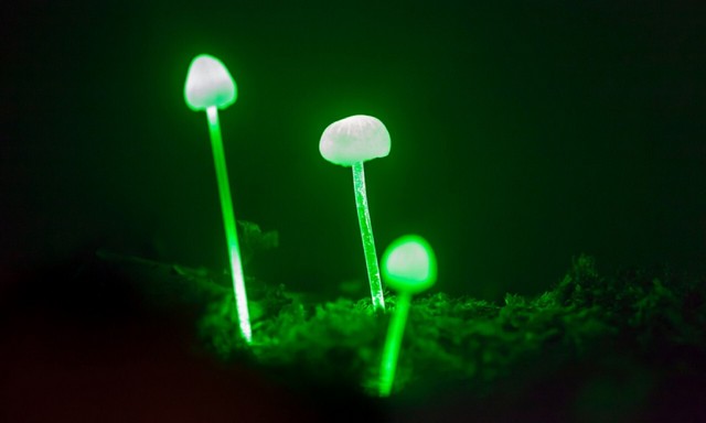 قارچ&zwnj;های درخشان برزیل&nbsp;