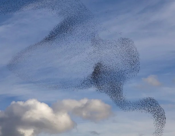 دسته پرندگان سار در انگلیس&nbsp;