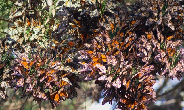 مهاجرت پروانه&zwnj;های شهریار در مکزیک&nbsp;