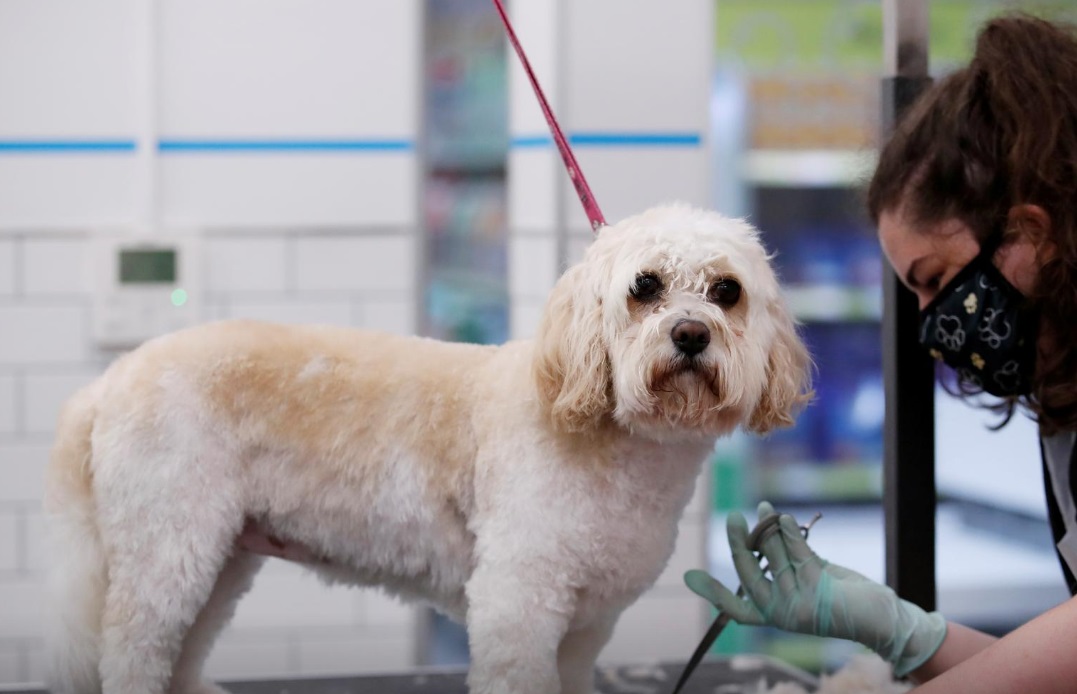 پس از برگزیت؛ گذرنامه  اروپایی حیوانات خانگی اروپا لغو می&zwnj;شود