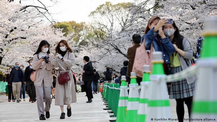 شکوفه های گیلاس 2021