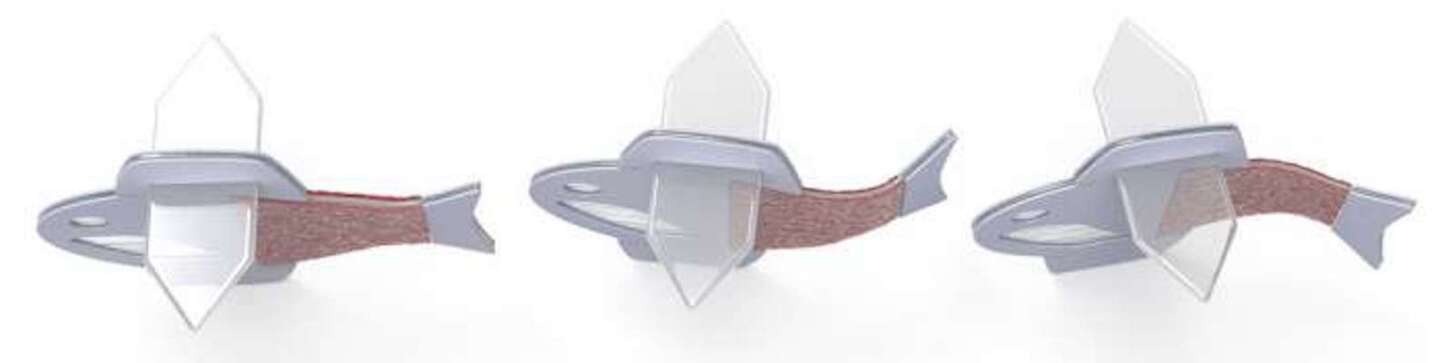 آیا ماهی بیوهیبرید می تواند به ساخت قلب مصنوعی برای پیوند کمک کند آیا ماهی بیوهیبرید می تواند به ساخت قلب مصنوعی برای پیوند کمک کند