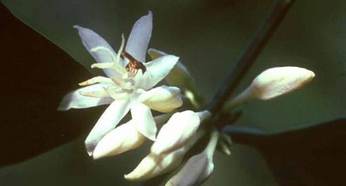 جهان بدون زنبور چگونه است؟