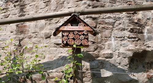 جهان بدون زنبور چگونه است؟