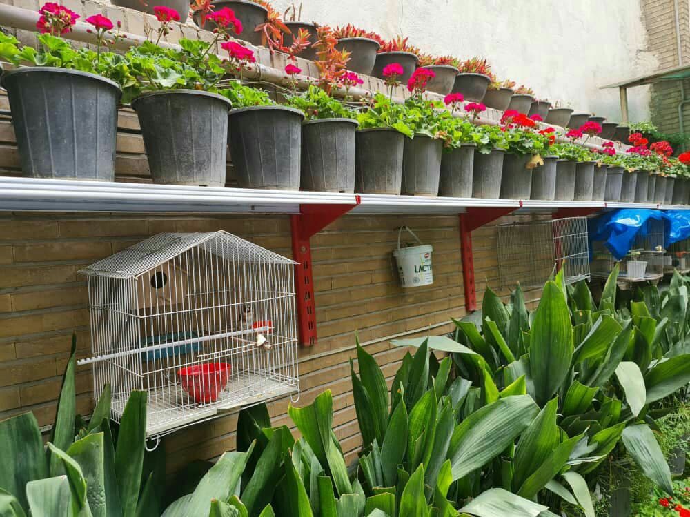 علی دهباشی؛ حیات فرهنگی در حیاط پر شمعدانی