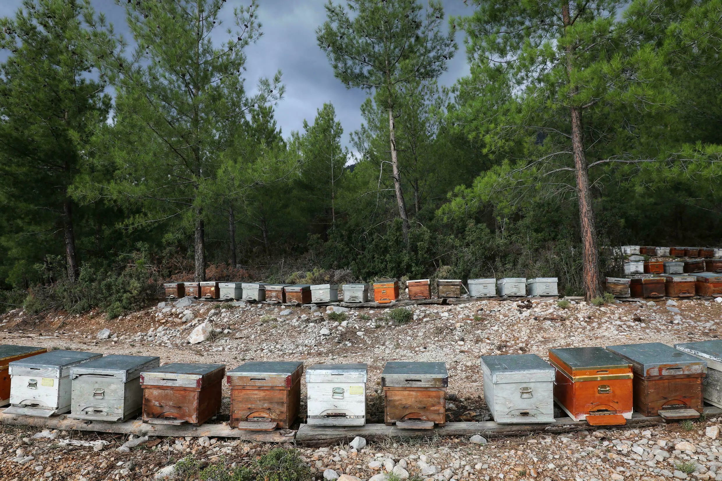 ضرر آتش سوزی تکیه به ارزشمندترین عسل کاج جهان صنهعت عسل ترکیه