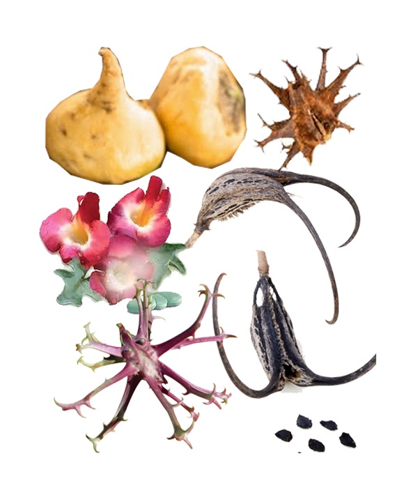 همه چیز درباره گیاه فوق العاده پنجه شیطان