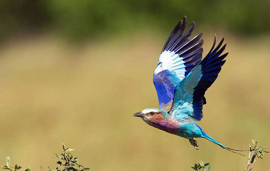 سبزقبای سینه یاسی