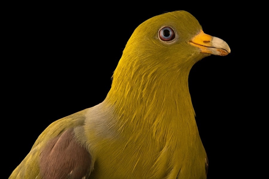 کبوترهای شگفت‌انگیزی که تاکنون ندیده‌اید (+عکس)