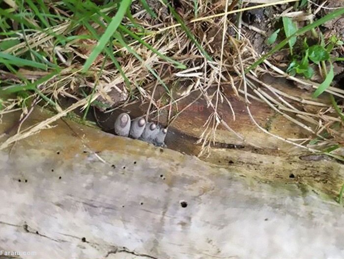 «انگشتان مرده‌» از تنه درخت بیرون زده‌اند (+عکس)