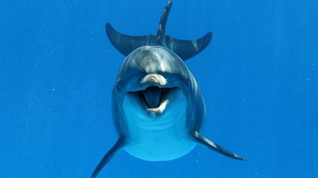 آیا حیوانات هم از آمیزش جنسی لذت میبرند؟ آیا حیوانات هم از آمیزش جنسی لذت میبرند؟