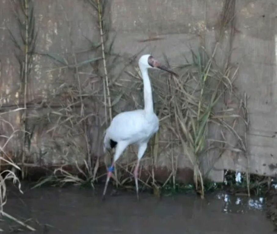 دُرنای منتقلشده به فریدونکنار نخستین تصویر از دُرنای منتقلشده به فریدونکنار برای همراهی با تنهاترین پرنده جهان (عکس)