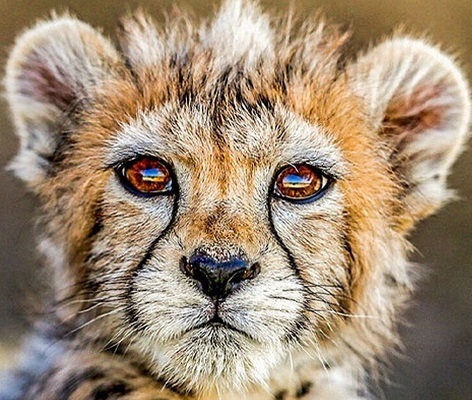 اندوه چشمهای پیروز یا لبخند ماسیدۀ بازیگر؟ اندوه چشمهای پیروز یا لبخند ماسیدۀ بازیگر؟