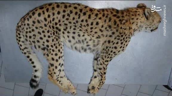 کندنِ پوست‌ پیروز پس از مرگ؟ | سرنوشت یوز محبوب پس از مرگ