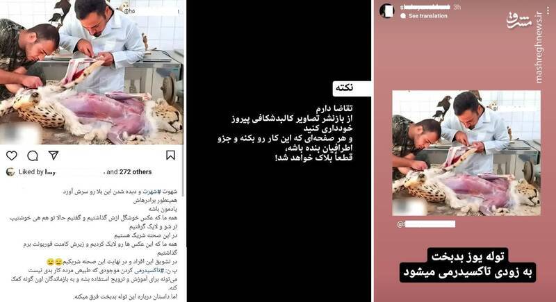 کندنِ پوست‌ پیروز پس از مرگ؟ | سرنوشت یوز محبوب پس از مرگ