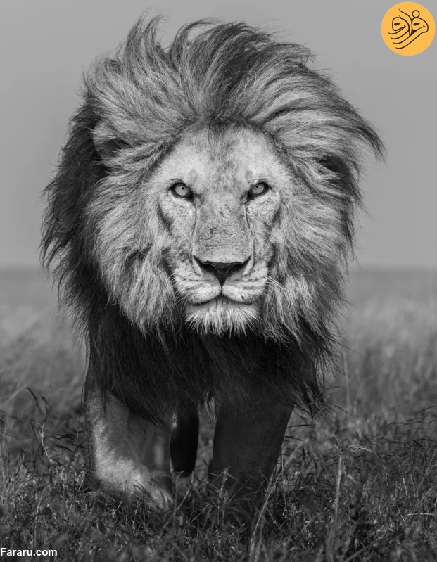 «باب جونیور» شیرشاه سرنگیتی به دست رقبایش کشته شد / رقبای جوانتر هر دو برادر را کشته‌اند