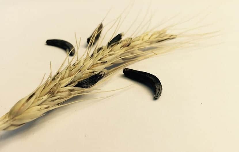 همراه با آلکالوئیدهای ارگوت و کاربردهای آن همراه با آلکالوئیدهای ارگوت و کاربردهای آن