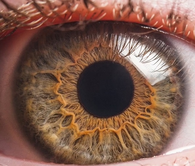 نشریه Nature: از باز گرداندن زندگی به چشم های مرده تا پرسش هایی درباره مرگ نشریه Nature: از باز گرداندن زندگی به چشم های مرده تا پرسش هایی درباره مرگ