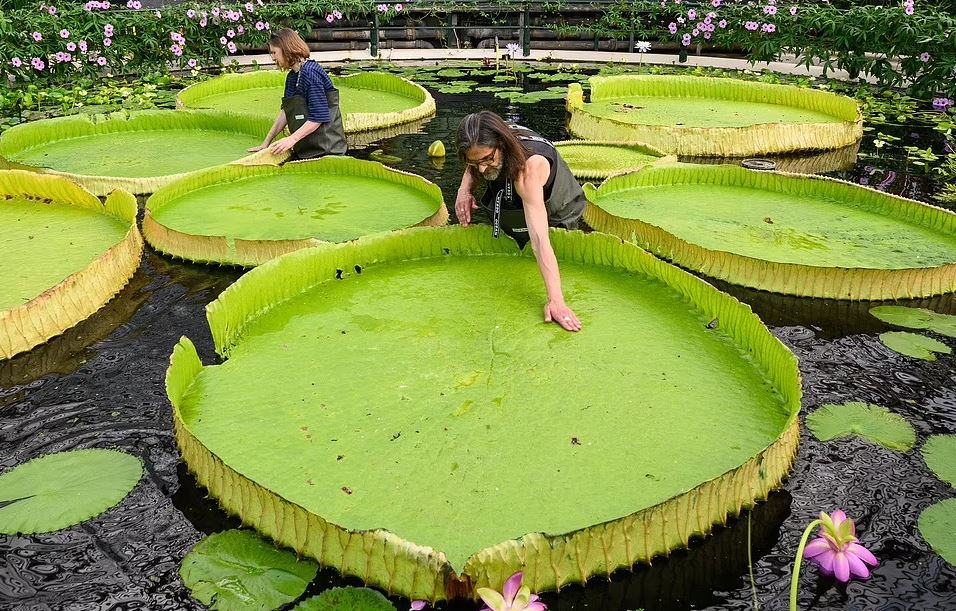 بزرگ ترین نیلوفر آبی جهان با گل هایی به اندازه سر انسان کشف شد (عکس+ ویدیو)