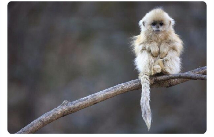 به باغ&zwnj;وحش حیوانات عجیب خوش آمدید