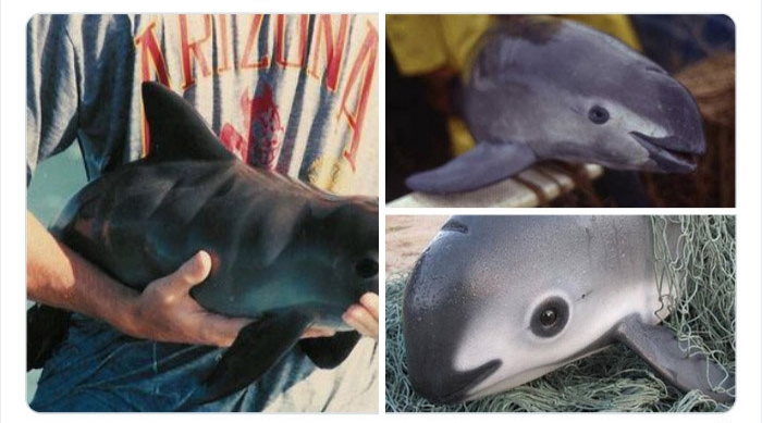 به باغ&zwnj;وحش حیوانات عجیب خوش آمدید