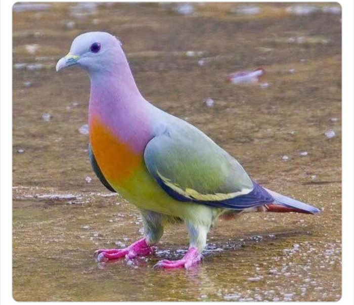 به باغ&zwnj;وحش حیوانات عجیب خوش آمدید