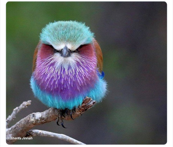 به باغ&zwnj;وحش حیوانات عجیب خوش آمدید