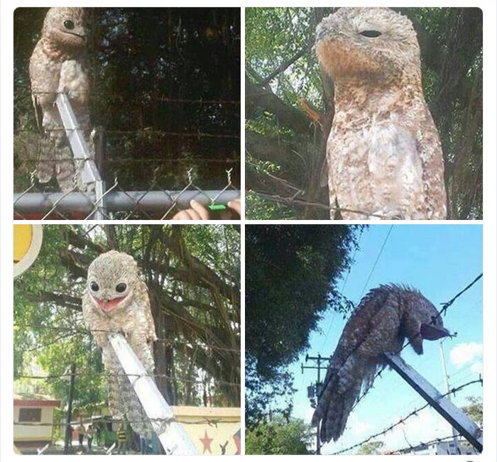 به باغ&zwnj;وحش حیوانات عجیب خوش آمدید