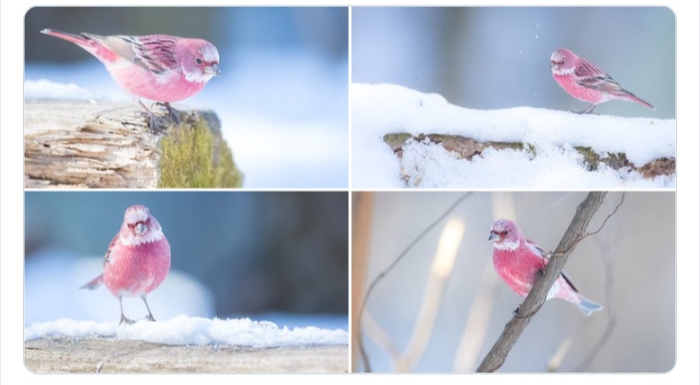 به باغ&zwnj;وحش حیوانات عجیب خوش آمدید