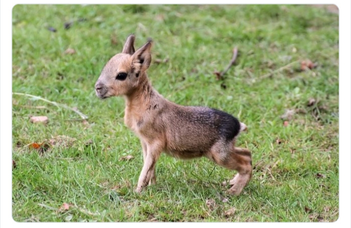 به باغ&zwnj;وحش حیوانات عجیب خوش آمدید
