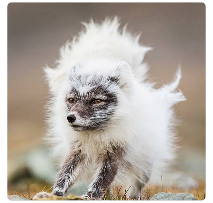 به باغ&zwnj;وحش حیوانات عجیب خوش آمدید