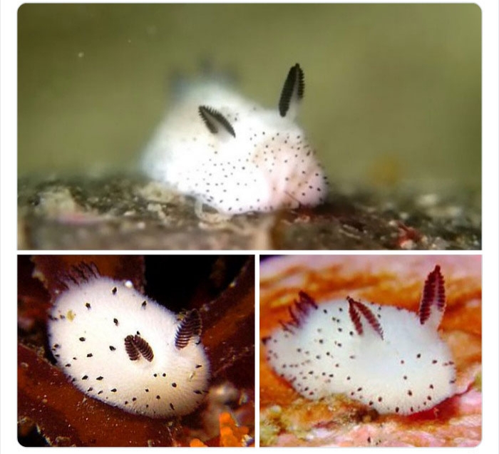 به باغ&zwnj;وحش حیوانات عجیب خوش آمدید