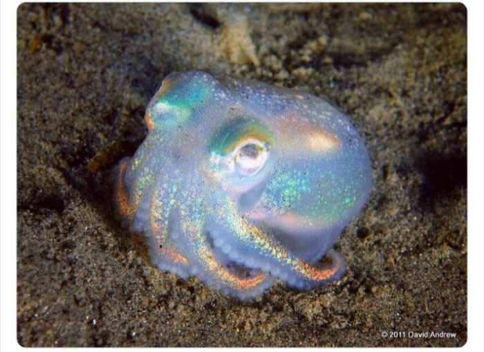 به باغ&zwnj;وحش حیوانات عجیب خوش آمدید