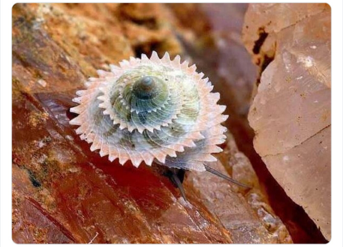 به باغ&zwnj;وحش حیوانات عجیب خوش آمدید