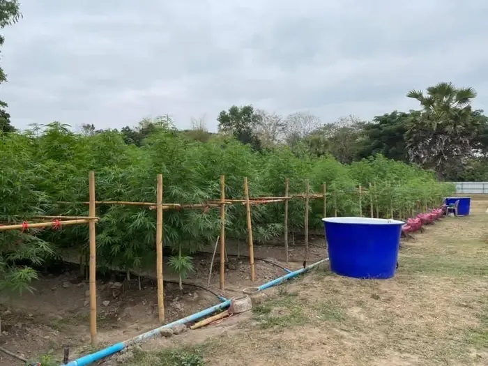 مزرعه ای که به مرغ هایش ماریجوآنا می دهد و دو برابر قیمت می فروشد مزرعه ای که به مرغ هایش ماریجوآنا می دهد و دو برابر قیمت می فروشد