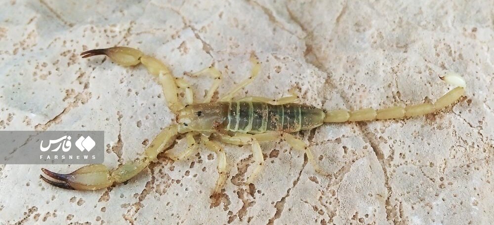 هجوم عقربهای سمی به هرمزگان/ عقربها در حمام و رختخواب مردم/ ۵ فوتی در یک روستا هجوم عقربهای سمی به هرمزگان/ عقربها در حمام و رختخواب مردم/ ۵ فوتی در یک روستا