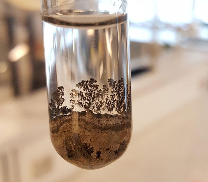 جنگلی زیبا در مکانی غیر منتظره