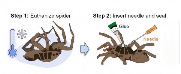 پژوهشگران با تزریق هوا به عنکبوت مرده، ربات زامبی چنگکدار ساختند پژوهشگران با تزریق هوا به عنکبوت مرده، ربات زامبی چنگکدار ساختند