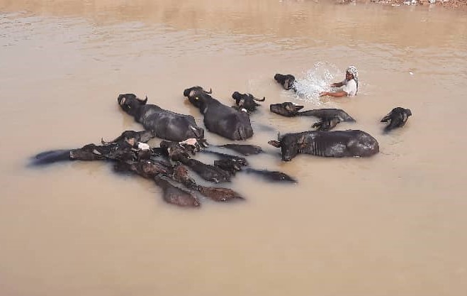 خوزستان؛ نهر عبودی پرآب شد؛ گاومیش ها خوشحال شدند