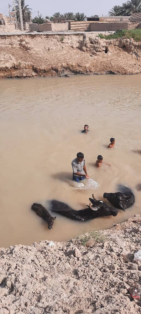 خوزستان؛ نهر عبودی پرآب شد؛ گاومیش ها خوشحال شدند