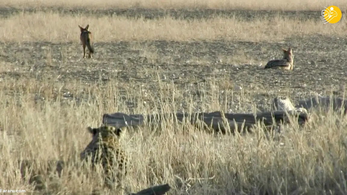 پلنگ یک شغال در حال شکار را شکار کرد!