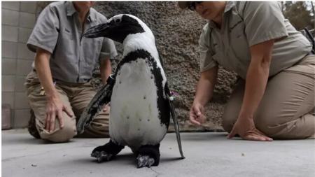 پنگوئنی با کفش‌های مصنوعی