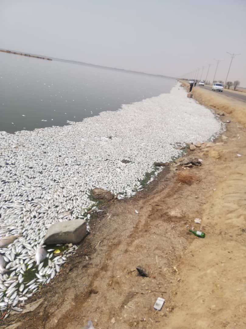 ادامه مرگ ماهی ها در ماهشهر / اختلاف بر سر دلیل ادامه مرگ ماهی ها در ماهشهر / اختلاف بر سر دلیل