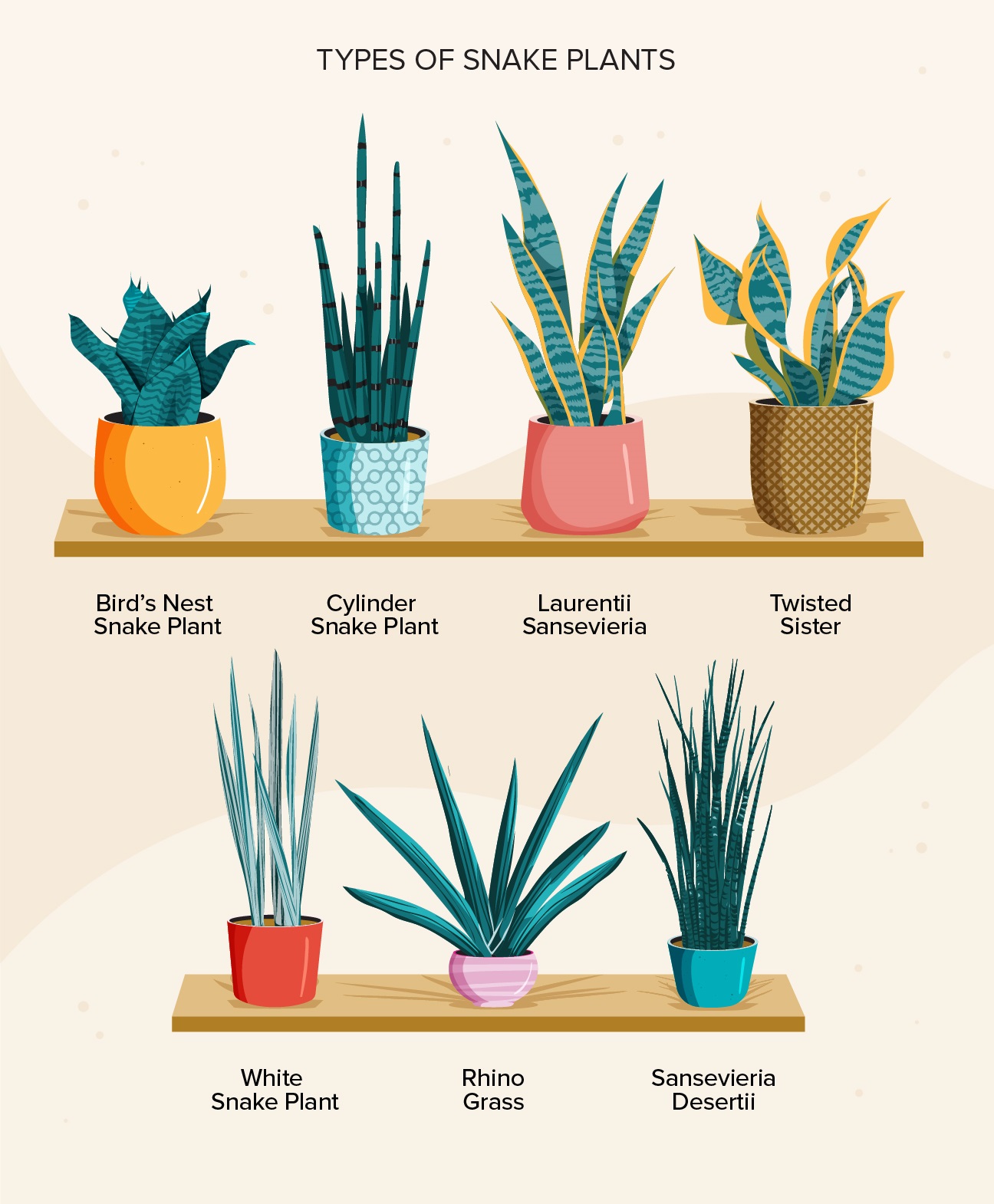 از گیاه همیشه سبز ماری تا فواید درمانی